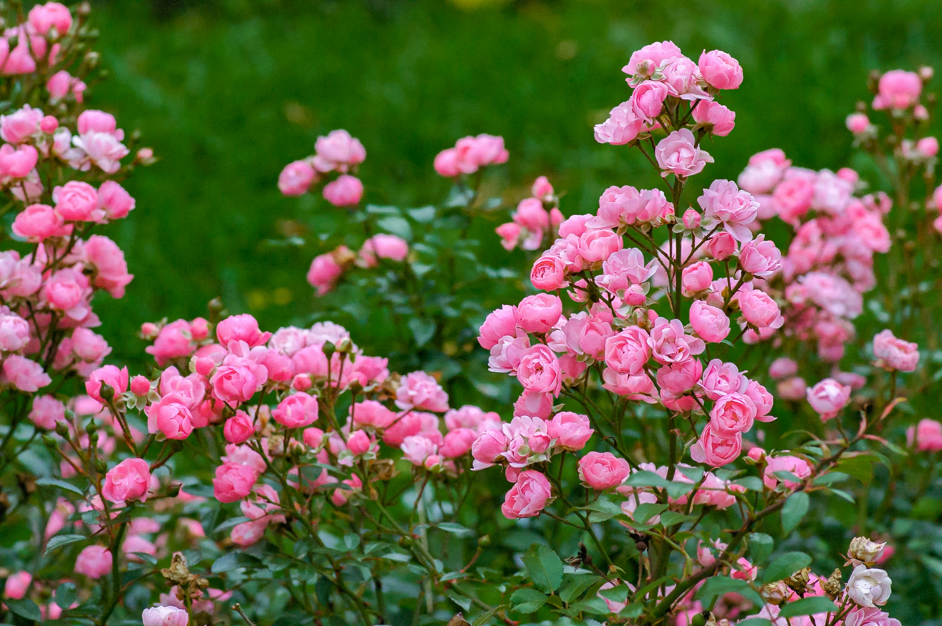 pink flowers in tilt shift lens